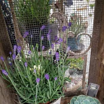 ふらのブルーの投稿画像一覧 Greensnap グリーンスナップ