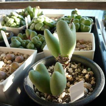 最も優遇 コノフィツム 多肉植物 ムイリアホルテンセ 女仙 大注目 Pegasusarabians Com