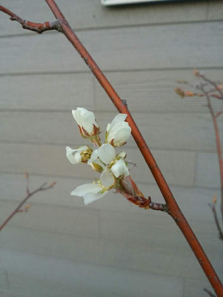 ジューンベリーの投稿画像 By ゆうこばさん シンボルツリーとナチュラルなガーデンを目指してとマイガーデンとナチュラルガーデンと寄せ植えガーデンとガーデニングと花のある暮らしと白い花と咲いた 19月4月5日 Greensnap グリーンスナップ