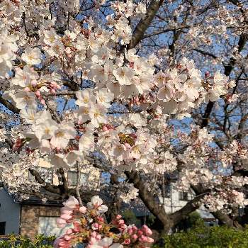 朝の公園の画像 by ケン太さん | お出かけ先と✨✨✨とアップ写真と朝の公園と花のある暮らしと桜 さくら サクラサク