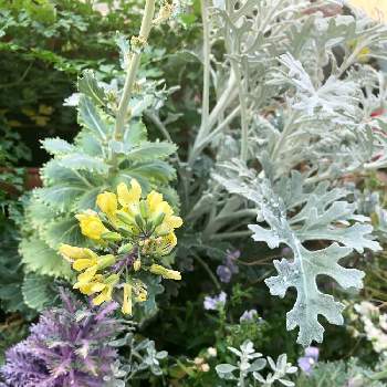 フラワーケールの投稿画像一覧 Greensnap グリーンスナップ