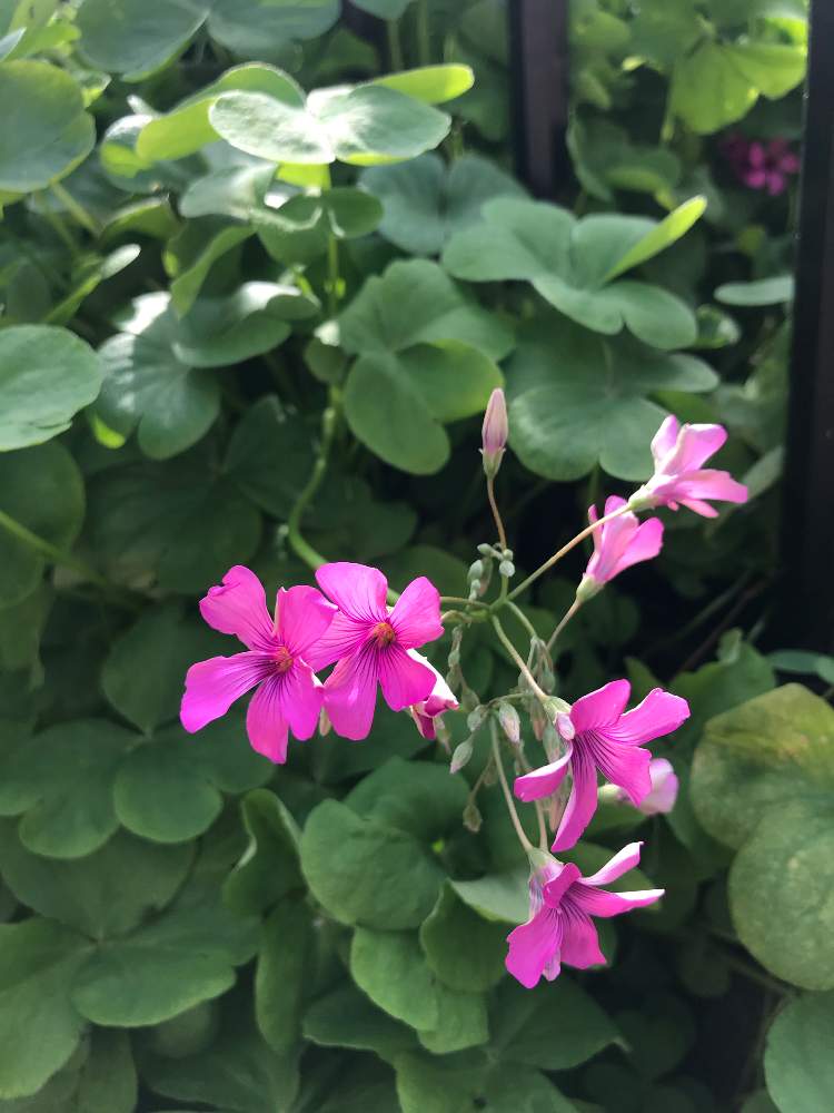 カタバミの投稿画像 By Nayukiさん 今日の花と今日のお花と今日の一枚と道端とピンク色の花 19月4月5日 Greensnap グリーンスナップ