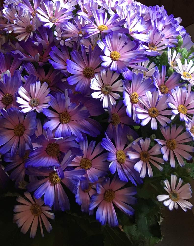 サイネリアの投稿画像 By なな8さん 花のある暮らしと紫の花と部屋と花のある暮らしと紫の花 19月4月5日 Greensnap グリーンスナップ Greensnap グリーンスナップ