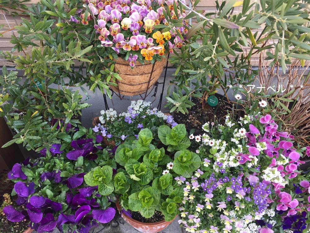 皆さんの優しさに感謝 の投稿画像 By アナベル さん ビオラ パンジーと寄せ植えと紫陽花 アジサイ あじさいと皆さんに感謝と いいね ありがとうと花のある暮らしとかわいいな 19月4月5日 Greensnap グリーンスナップ