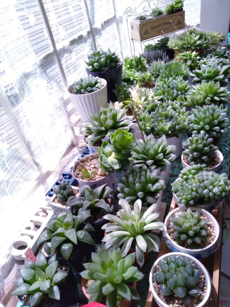 ハオルチアオブツーサの投稿画像 By えみちんさん タニパトとハオルチア属と透けてる ともりもり多肉と美しいと日光浴と癒されるとわが家の多肉さんと癒しの場所と可愛い 19月4月5日 Greensnap グリーンスナップ