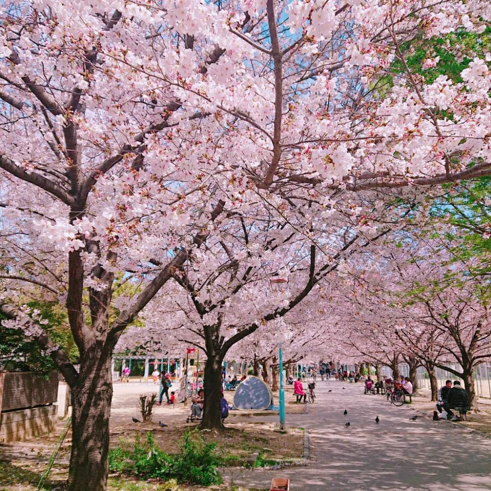 さくら サクラ 桜の投稿画像 By Okameさん 新地公園と 19桜 フォトコンテストと植物とcherryblossomと桜 さくら サクラサクと新今里公園と新今里公園 桜マップ19 19月4月5日 Greensnap グリーンスナップ