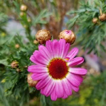 マーガレット モリンバミニピンクの投稿画像一覧 Greensnap グリーンスナップ