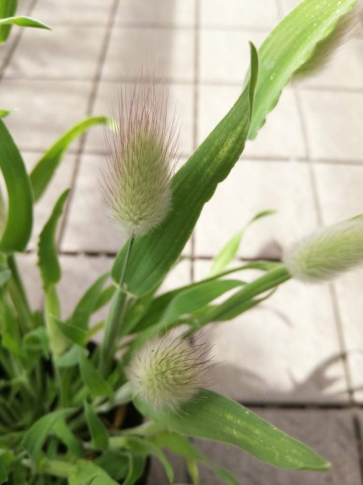 すべての美しい花の画像 最新猫じゃらし 花