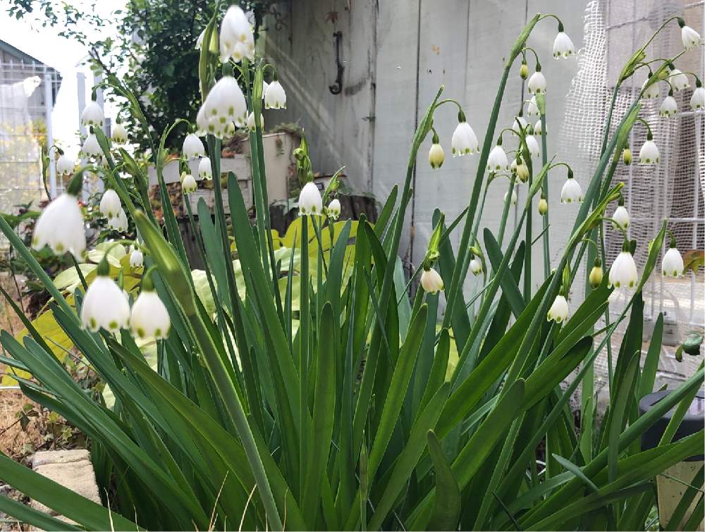 スノーフレークの投稿画像 By おふくさん 春の球根植物と寄せ植えと植中毒とガーデニングと花のある暮らしと咲いた 19月4月5日 Greensnap グリーンスナップ
