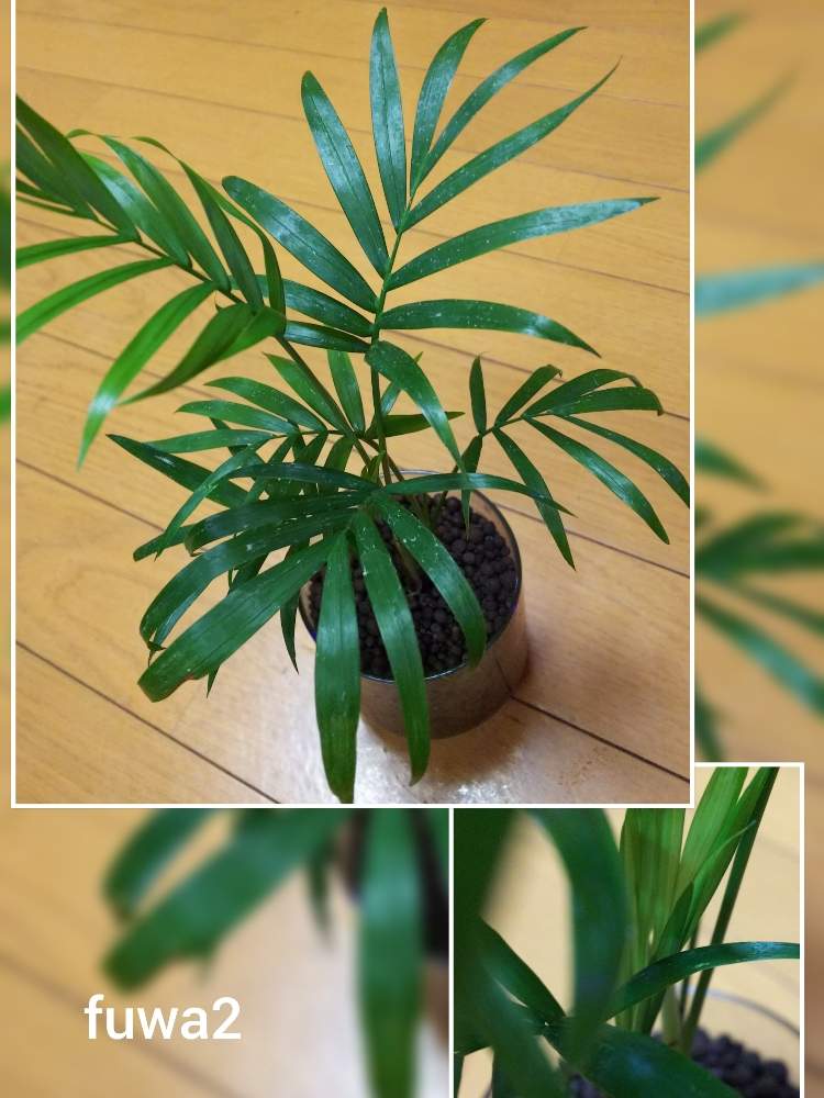 テーブルヤシの投稿画像 By Fuwa2mさん 棚と観葉植物と テーブルヤシとハイドロカルチャーと テーブルヤシと水耕栽培と植物育成ledライトと室内 育成と観葉植物と テーブルヤシとハイドロカルチャーと テーブルヤシと水耕栽培と植物育成ledライトと室内育成 19月4月5日