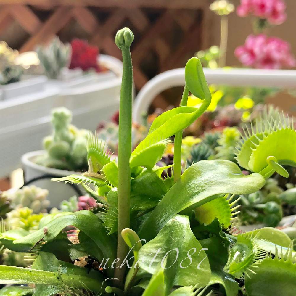 ハエトリソウの蕾の投稿画像 By Neko1087さん ハエトリグサとハエトリソウと花芽と花芽 発見 と植物のある暮らしと食虫植物とネコ好きと植物が好き とつぼみと食虫植物が好きとかわいいな と食虫植物広め隊とハエトリグサの蕾 19月4月5日 Greensnap グリーン