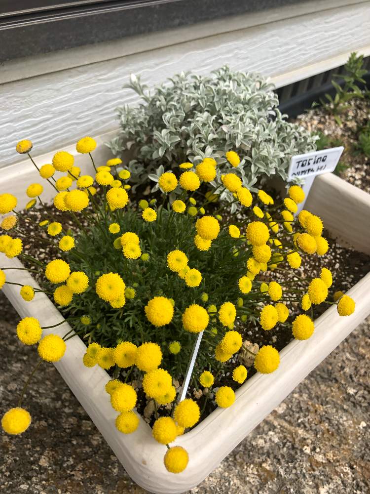 花ほたるの投稿画像 By T Blueさん ヘリクリサム トリノといつも いいね ありがとうございます と荒地改造中と平田ナーセリーと家庭菜園と花壇diyと植中毒とガーデニング初心者と家庭菜園初心者と荒れ地に 花をと花のある暮らしとナフコ 19月4月5日