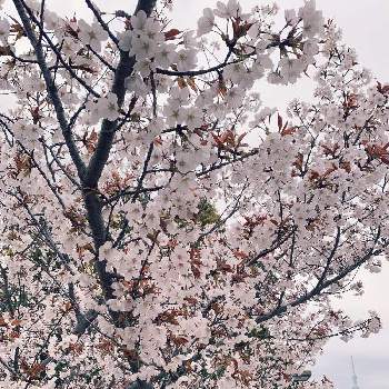 木場公園 桜マップ19 の投稿画像一覧 Greensnap グリーンスナップ