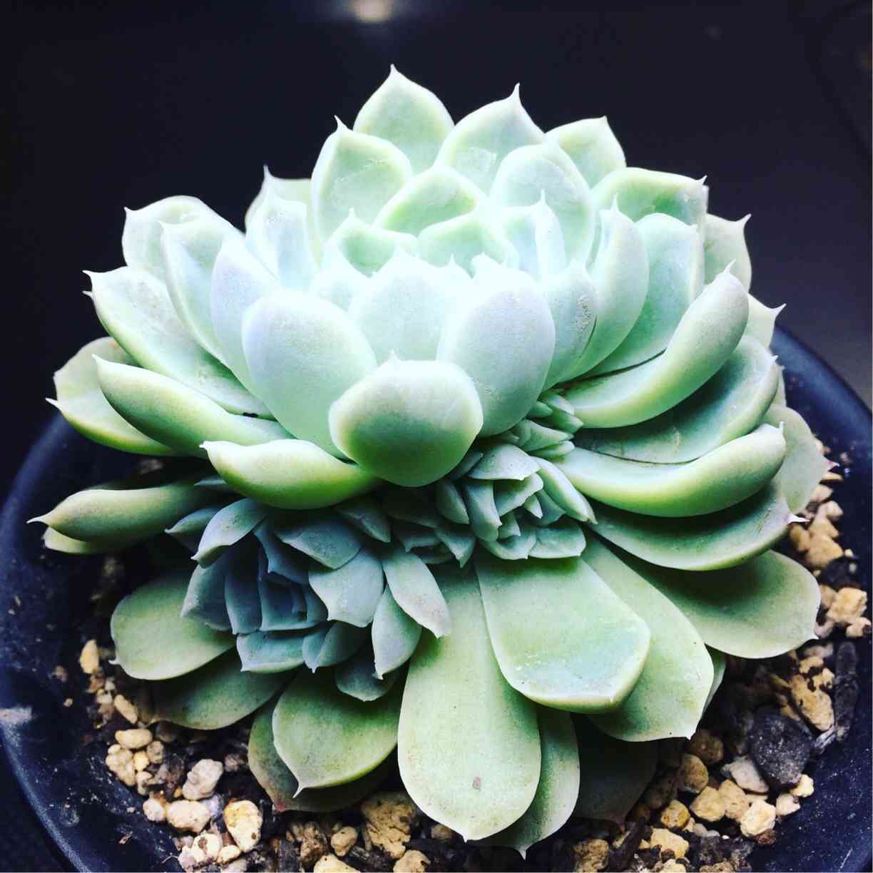 ヒューミリスの成長記録｜🍀GreenSnap（グリーンスナップ）