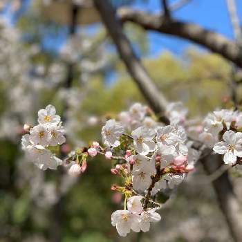 上尾丸山公園 桜マップ19 の投稿画像一覧 Greensnap グリーンスナップ