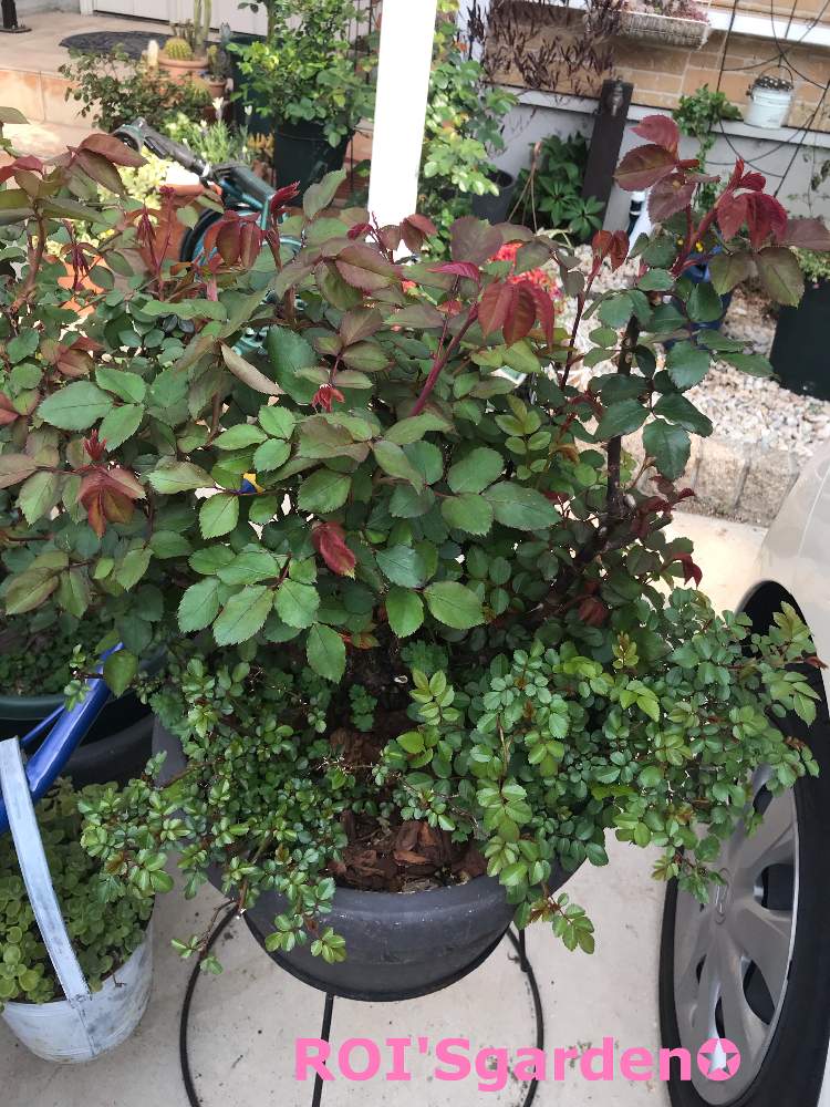 ミニバラ グリーンアイスの投稿画像 By Roiさん バラ ピンクダブルノックアウトと花よ咲いてと薔薇愛同盟と春の訪れと鉢植えと花のある暮らし 19月4月6日 Greensnap グリーンスナップ