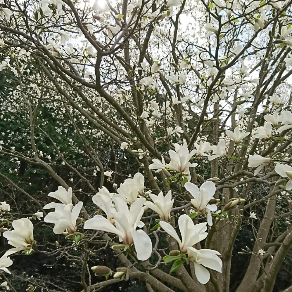 コブシの投稿画像 By Decopokoさん お洒落と大木と癒しと公園とgs映えとはるが来た と元気もらえると綺麗と可愛いと白い花 19月4月6日 Greensnap グリーンスナップ