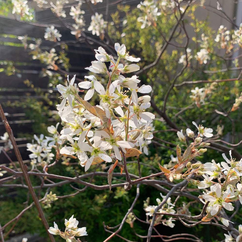 上ジューン ベリー 花 最高の花の画像