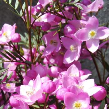 すべての美しい花の画像 最高のボロニア 花 言葉