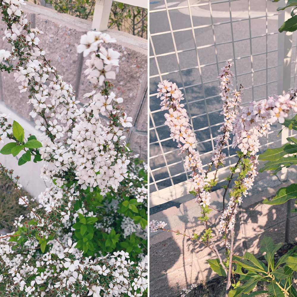 ユキヤナギの投稿画像 By こはるさん ピンクユキヤナギとガーデニングと花のある暮らしとガーデニング初心者と白い花とピンクの花とiphone撮影と庭づくり 19月4月6日 Greensnap グリーンスナップ