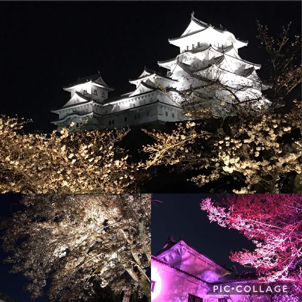 19桜 フォトコンテストの投稿画像 By Junmamaさん 姫路城 桜map19 と夜桜と姫路城 19月4月6日 Greensnap グリーンスナップ