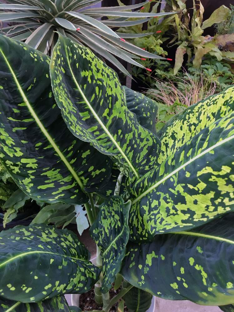 ディフェンバキアの投稿画像 By デイジーさん エキゾチックプランツと葉っぱのある暮らしとサトイモ 科と斑入り葉っぱとエキゾチックと熱帯植物と斑入り と 葉っぱフェチ 19月4月6日 Greensnap グリーンスナップ