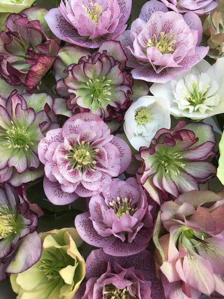 みどりのある暮らしの投稿画像 By ミーシャさん 植中毒とお庭でお茶と クリスマスローズとお花屋さん 19月4月6日 Greensnap グリーンスナップ