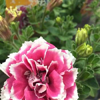 埼玉の園芸店の投稿画像一覧 Greensnap グリーンスナップ