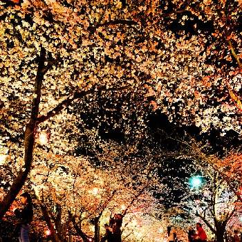 早島公園 早島城跡 桜マップ19 の投稿画像一覧 Greensnap グリーンスナップ 早島公園 早島城跡 桜マップ19 の投稿画像一覧 Greensnap グリーンスナップ