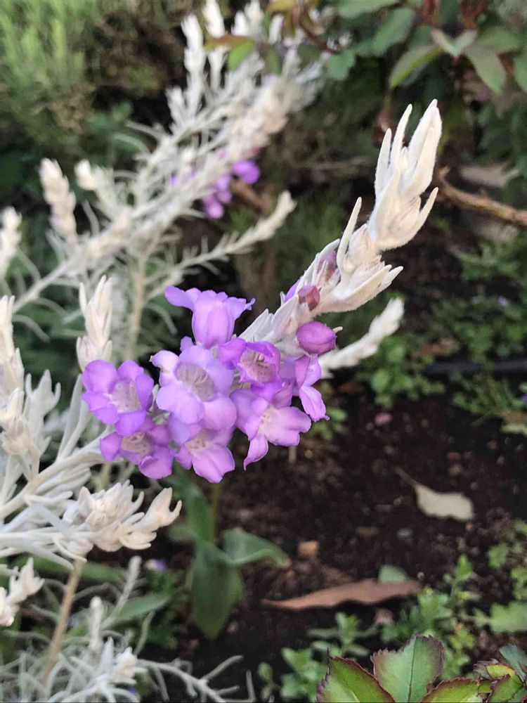 もちくみさんの山下公園への投稿