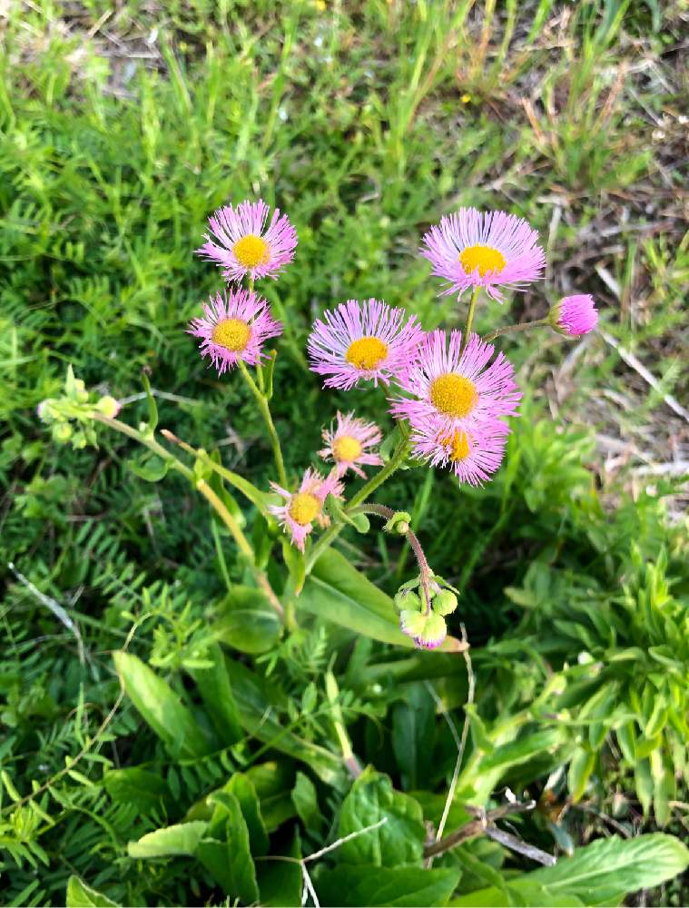 ハルジオンの投稿画像 By ヒメハギさん 草むらの世界とピンクの花と春の草花とハルジオン 春紫苑と花のある暮らし 19月4月6日 Greensnap グリーンスナップ