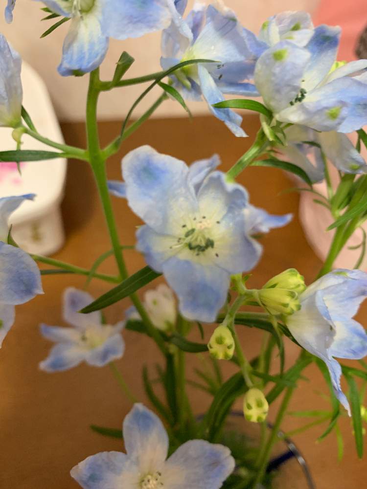 デルフィニウムの投稿画像 By ユメさん 19月4月6日 Greensnap グリーンスナップ