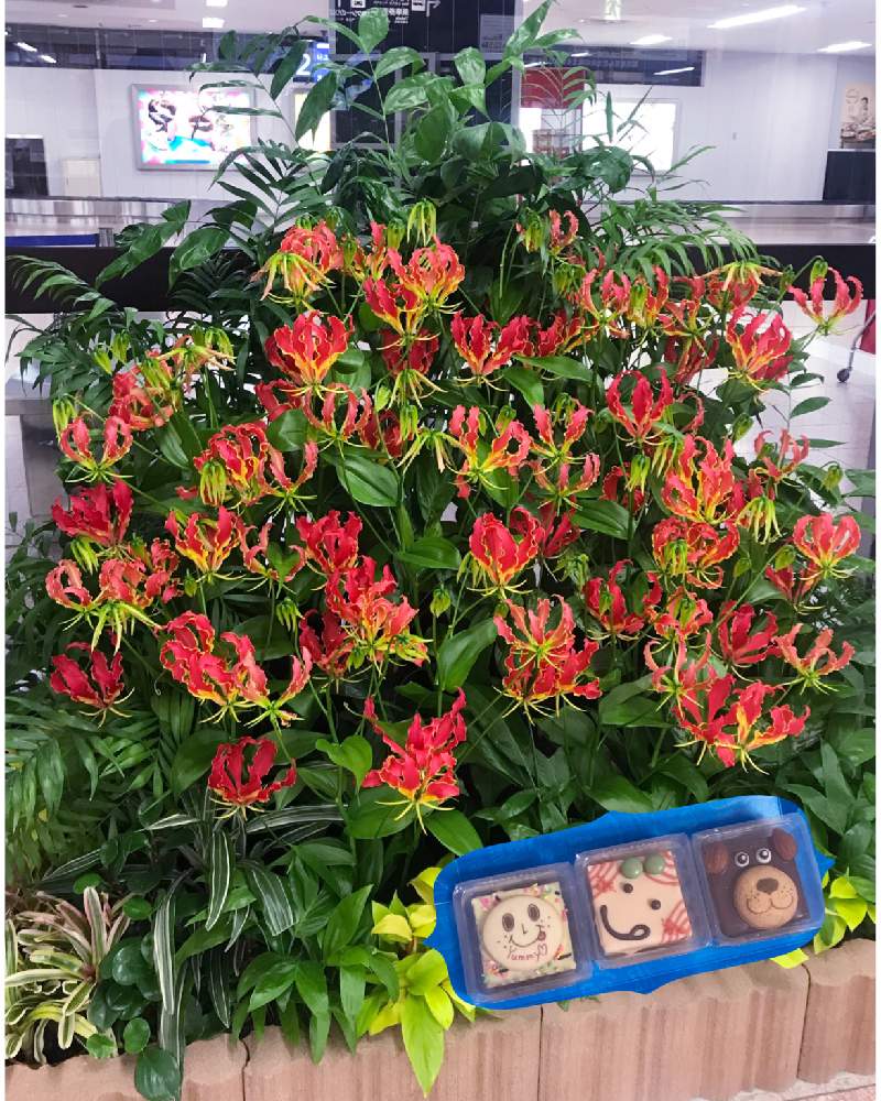 グロリオサの投稿画像 By 茶々のお庭さん ゆるキャラ倶楽部とhtcと こまち多肉部 と高知県とお出かけ先とゆるキャラ倶楽部とhtcと こまち多肉部 と高知県 19月4月7日 Greensnap グリーンスナップ Greensnap グリーンスナップ