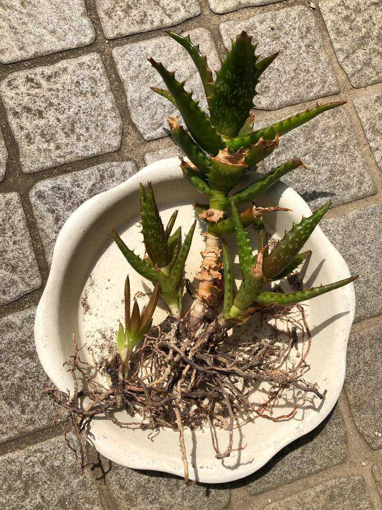 ミスター　アロエまとめ img_cache_q_38822_1_1724457292