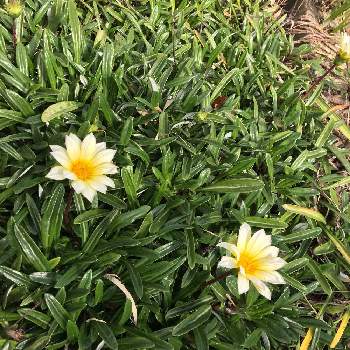 クリームイエローの花の画像 by akagenoanさん | 畑とみどりのある暮らしとおすそ分けと一年中咲く花と春の花たちとツヤツヤの葉っぱとみどりのあるくらしと植中毒とはたけと遊び場とタニラーと ガザニアとガザニアおすそ分けとクリームイエローの花と白い花とバルコニスト
