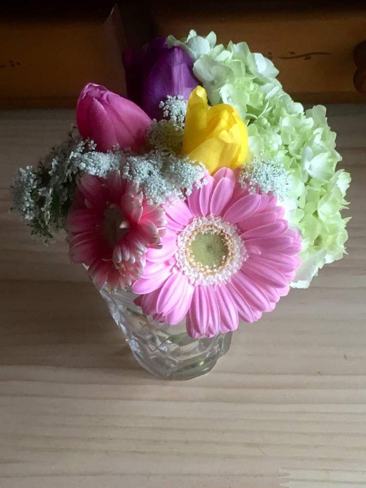 ガーベラの投稿画像 By ごろちゃんさん 紫陽花とレースフラワーとhtcと チューリップとフラワーアレンジメントと花のある暮らしと切り花 とチューリップと部屋とアジサイ とhtcと チューリップとフラワーアレンジメントと花のある暮らしと切り花とアジサイ 19月