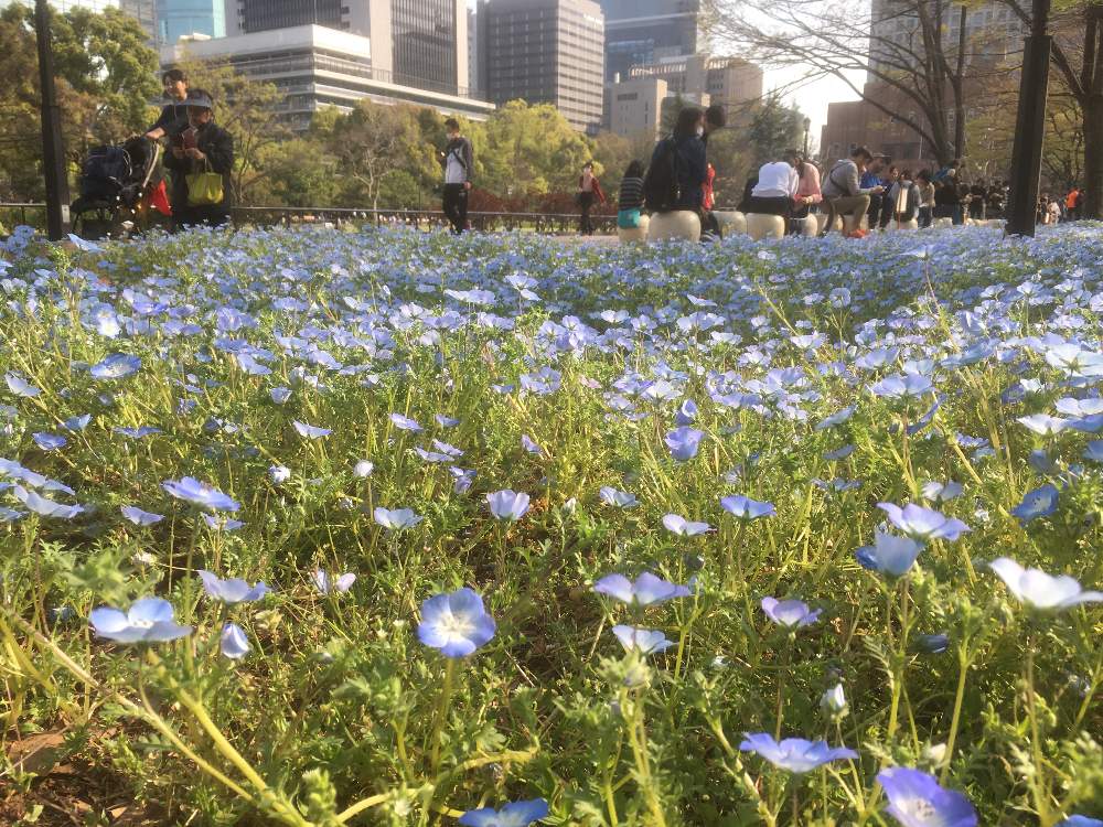 春うらら の投稿画像 By Roboさん 日比谷公園と青い花と春の訪れとゆらゆらと花のある暮らし 19月4月7日 Greensnap グリーンスナップ