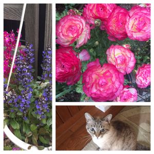 ラナンキュラス,まお,アジュガ・サクラソウ,ネコのいる暮らし,お花が咲きました❤️の画像
