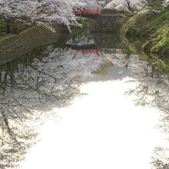 鹿野城跡公園 桜マップ19 の投稿画像一覧 Greensnap グリーンスナップ