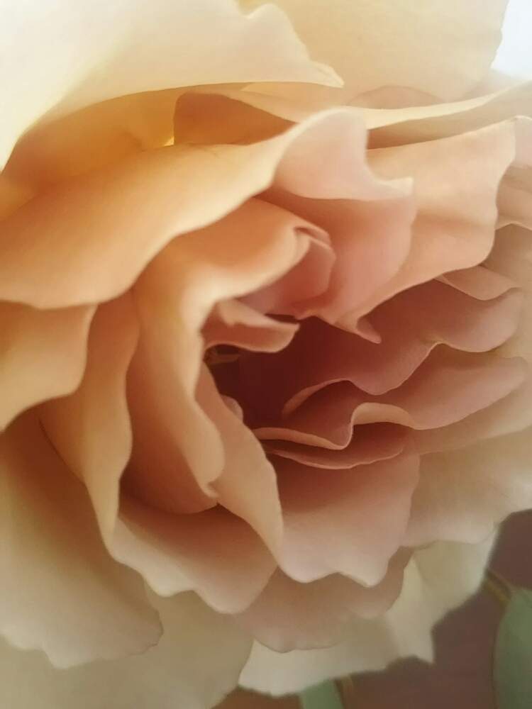 バラの投稿画像 By かりんとさん ジュリア と花のある暮らしと切り花 19月4月7日 Greensnap グリーンスナップ