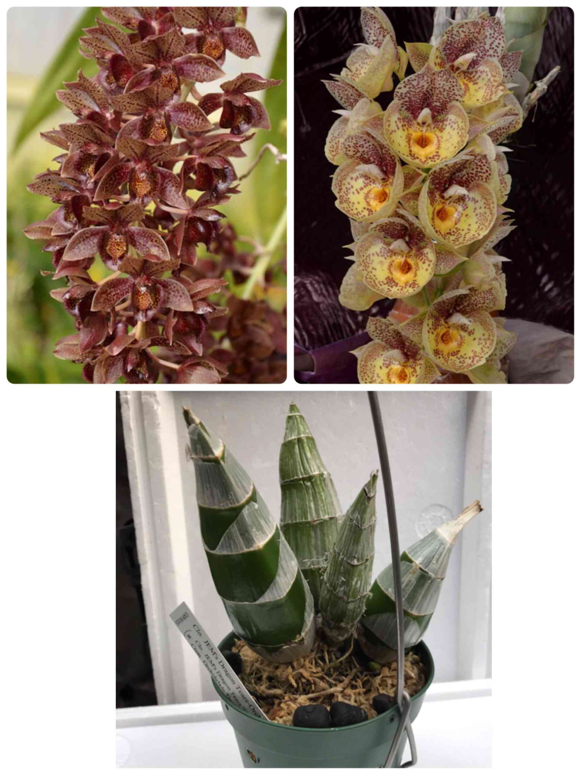 窓辺の投稿画像 by カタセタムくんさん｜洋ランと着生蘭と花のある