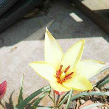 原種チューリップ♪の画像 by Chieko☆さん | 小さな庭と可愛い花と原種チューリップ♪と素敵な色と花のある暮らしと春ですね