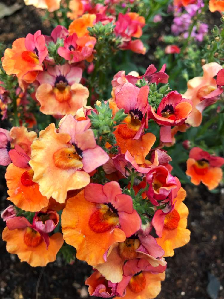 ネメシアエンジェルアートの投稿画像 By まるさん びゅーてぃふる と元気の出る色 とステキ とかわいい とお庭の花たちと花の ある暮らしとお花ラブ とびゅーてぃふる と元気の出る色 とステキ とかわいい とお庭の花たちと花のある