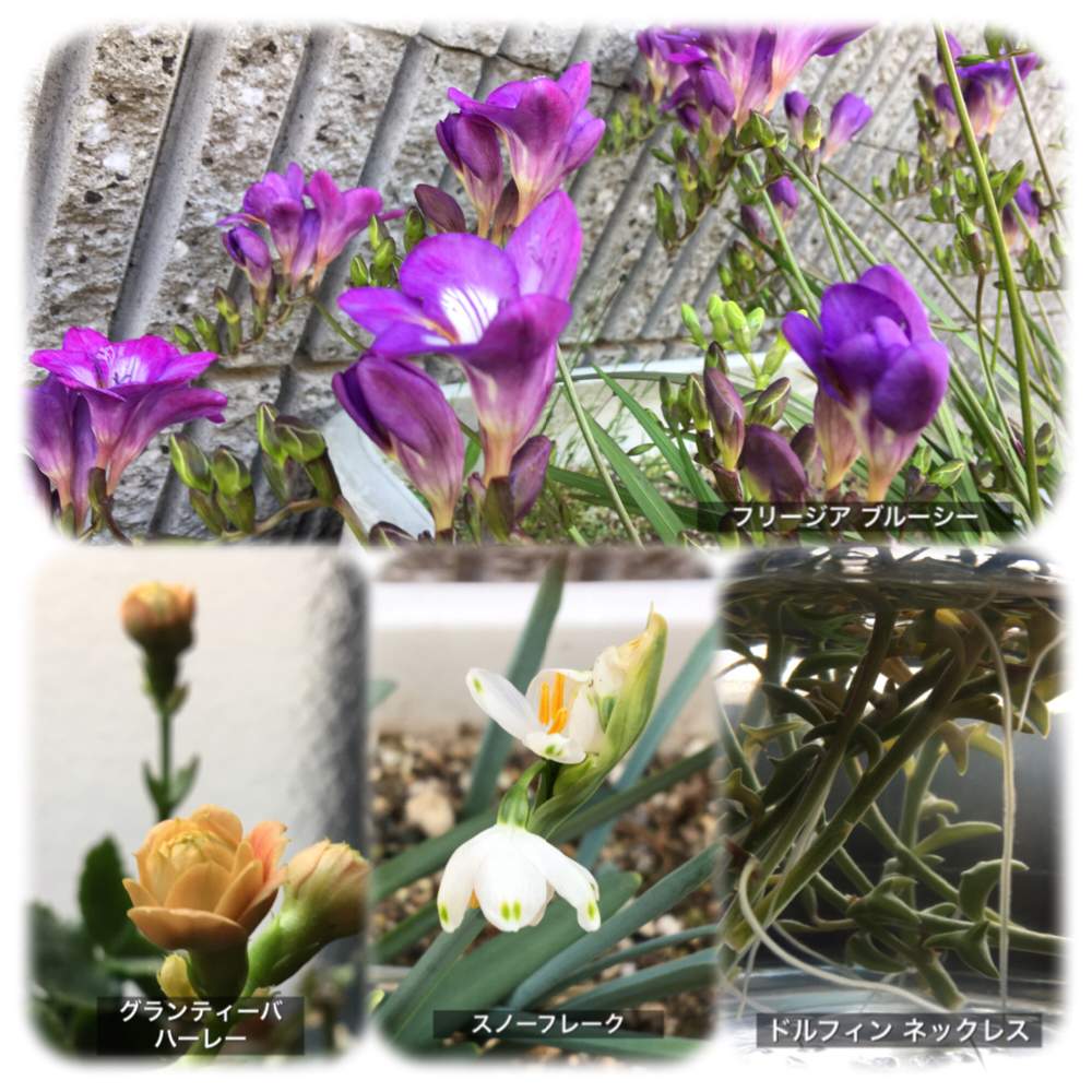 フリージア ブルーシーの投稿画像 By あなリリーさん カランコエ グランティーバ ハーレーとスノーフレークとドルフィンネックレス 19月4月7日 Greensnap グリーンスナップ