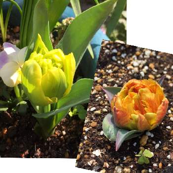フレミングベビーの画像 by みどあきさん | 小さな庭とフレミングベビーとミニミニチューリップと花のある暮らし