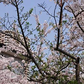 春   ウララの画像 by ひろさん | 葉桜！と春   ウララと散策とご近所