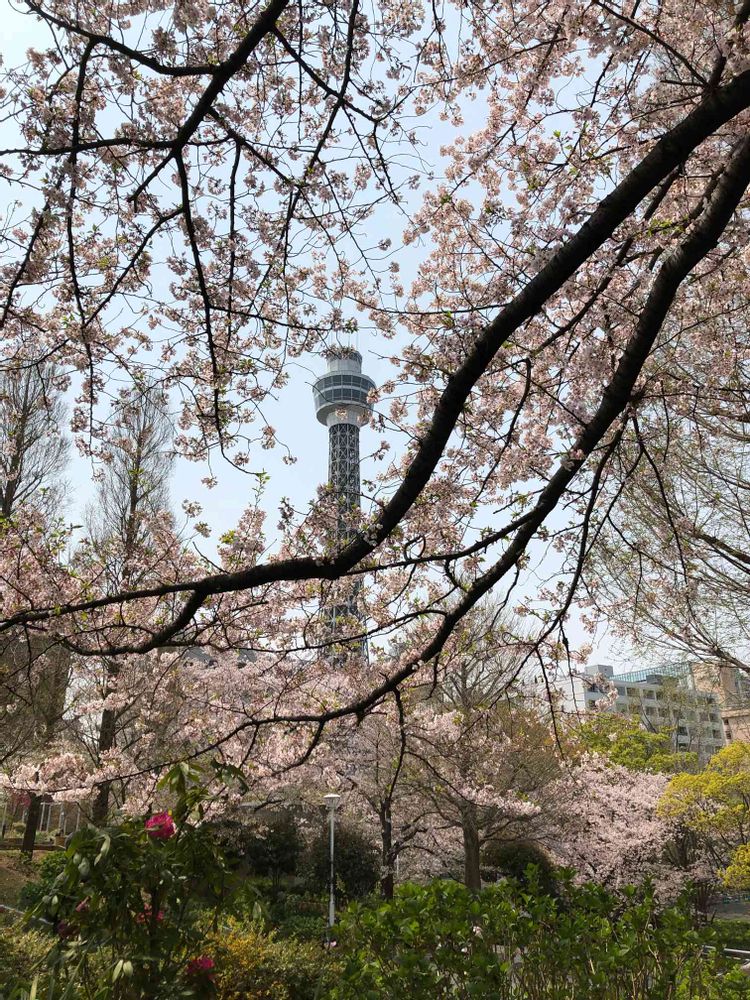 あかねこさんの山下公園への投稿