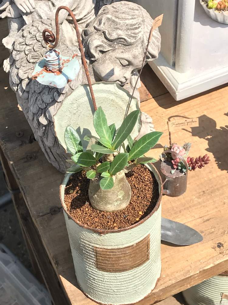 アデニウムの投稿画像 By Neng48さん 多肉癒し系と植物男子と棘 棘 大好きとニューフェイス とくるみさんと山下 公園とgreensnapmarcheと珍奇植物 19月4月7日 Greensnap グリーンスナップ