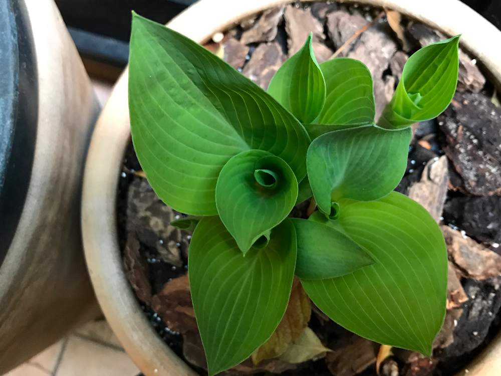 ホスタ ハルシオンの投稿画像 By Taiさん 小さな庭とホスタ好きと鉢植えのお花とホスタ ギボウシとホスタの芽吹きと花のある暮らしとホスタとホスタ 好きと鉢植えのお花とホスタ ギボウシとホスタの芽吹きと花のある暮らしとホスタ 19月4月7日 Greensnap グリーン