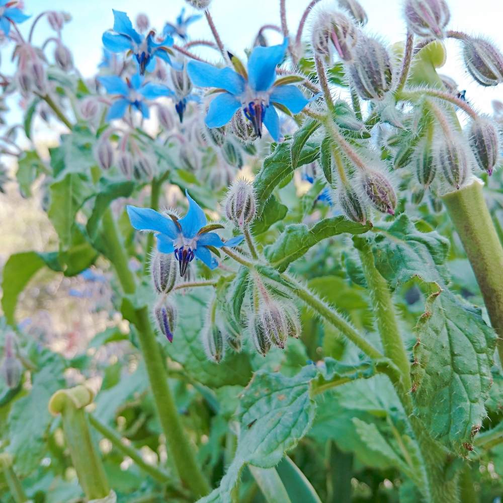 ボリジの投稿画像 By ミムラさん 花壇と春の庭と小さな花壇とにわと我が家の花壇と花のある暮らし 19月4月7日 Greensnap グリーンスナップ